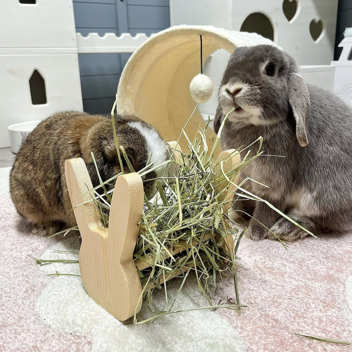 Rabbit Awareness Week Day 2 - Happy Tums Happy Buns