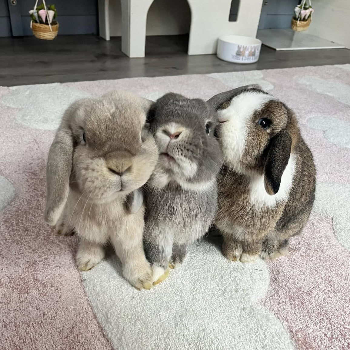 Rabbit Awareness Week Day 3 - Rabbits Need Rabbits