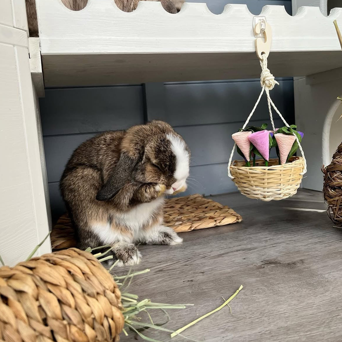 Rabbit Awareness Week Day 5 - Grooming, Vaccines & Dental Importance