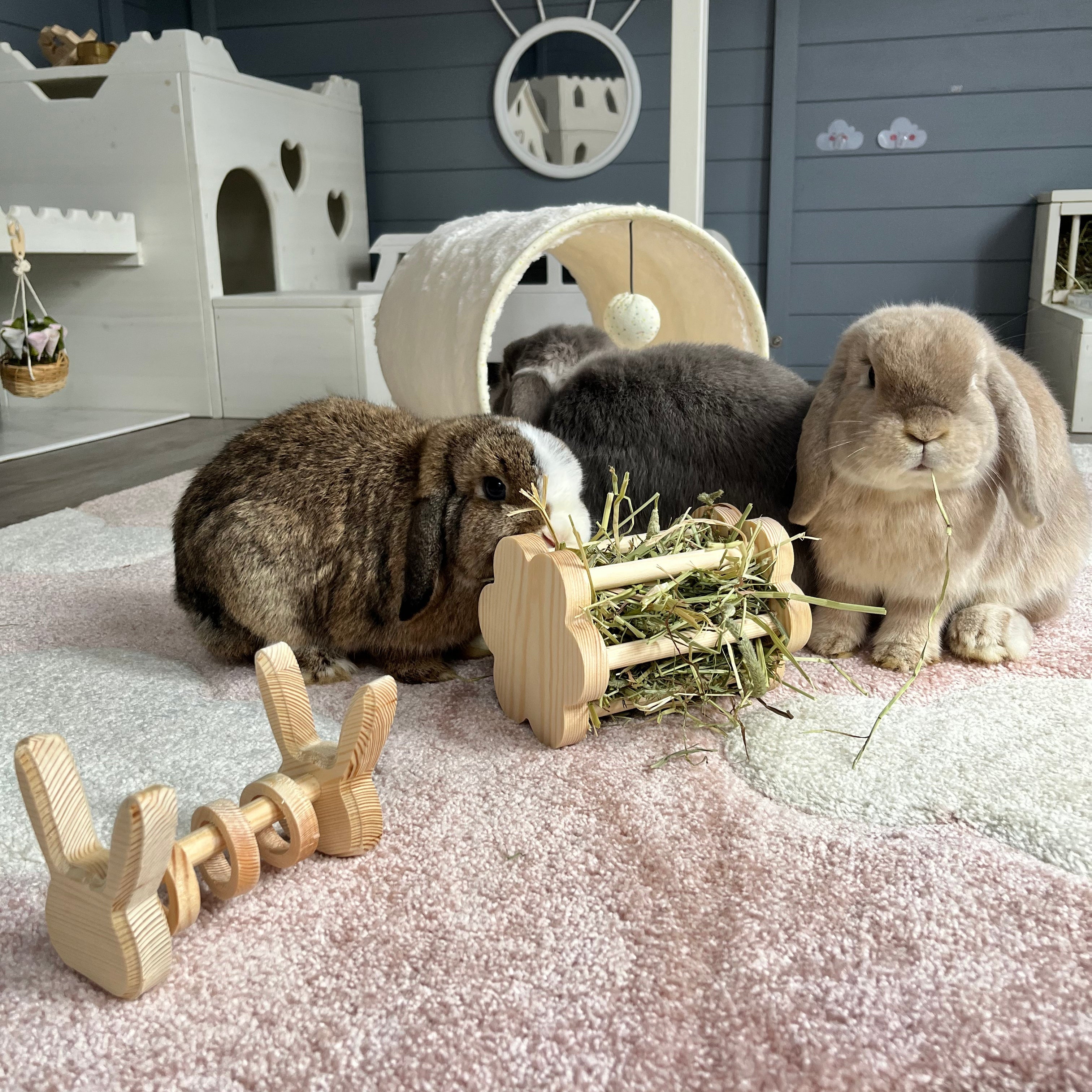 Rabbit Awareness Week 2025 Day 4 - Enrichment Is Key To A Hoppy Life