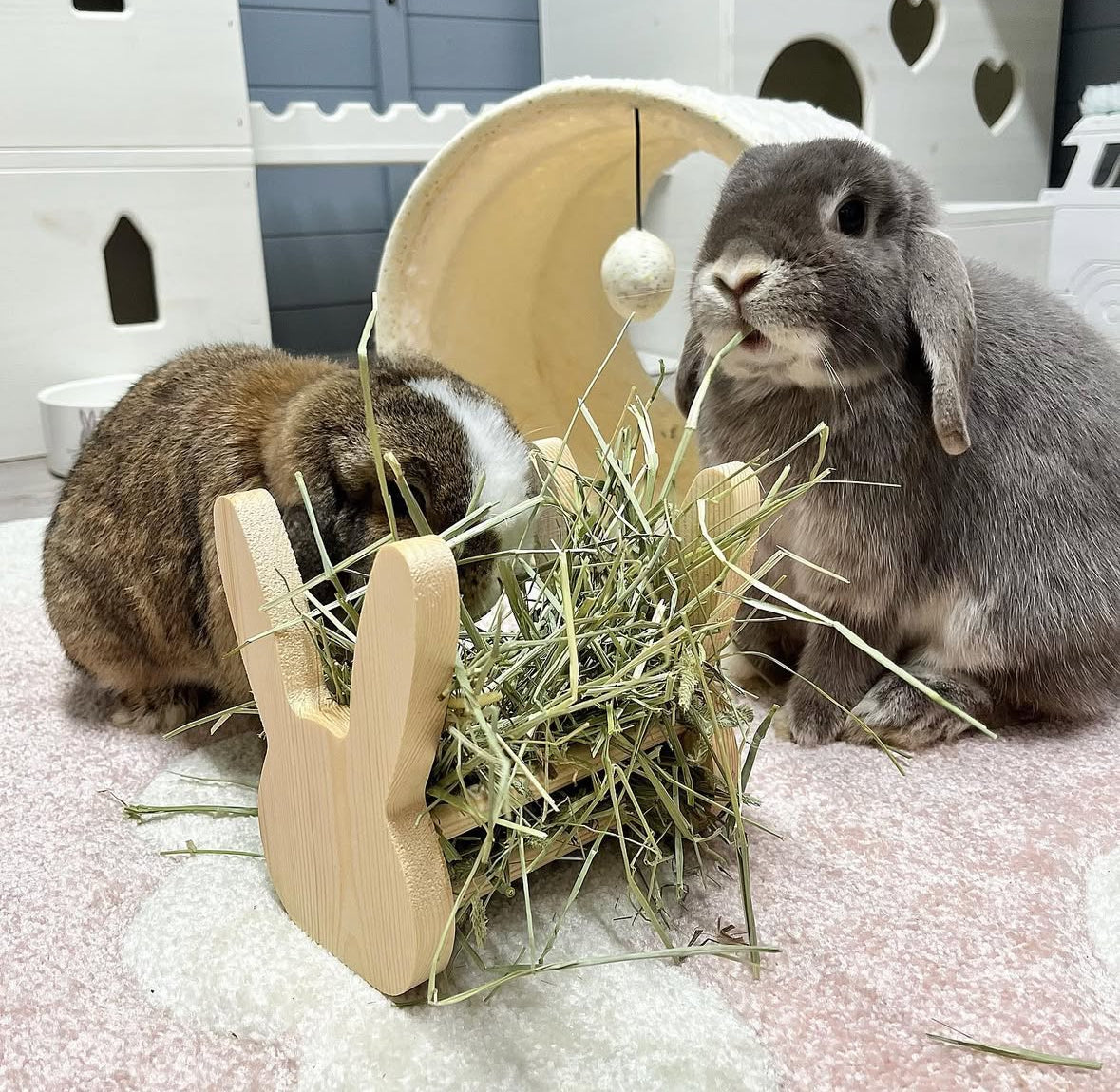 Rabbit Awareness Week Day 2 - Happy Tums Happy Buns