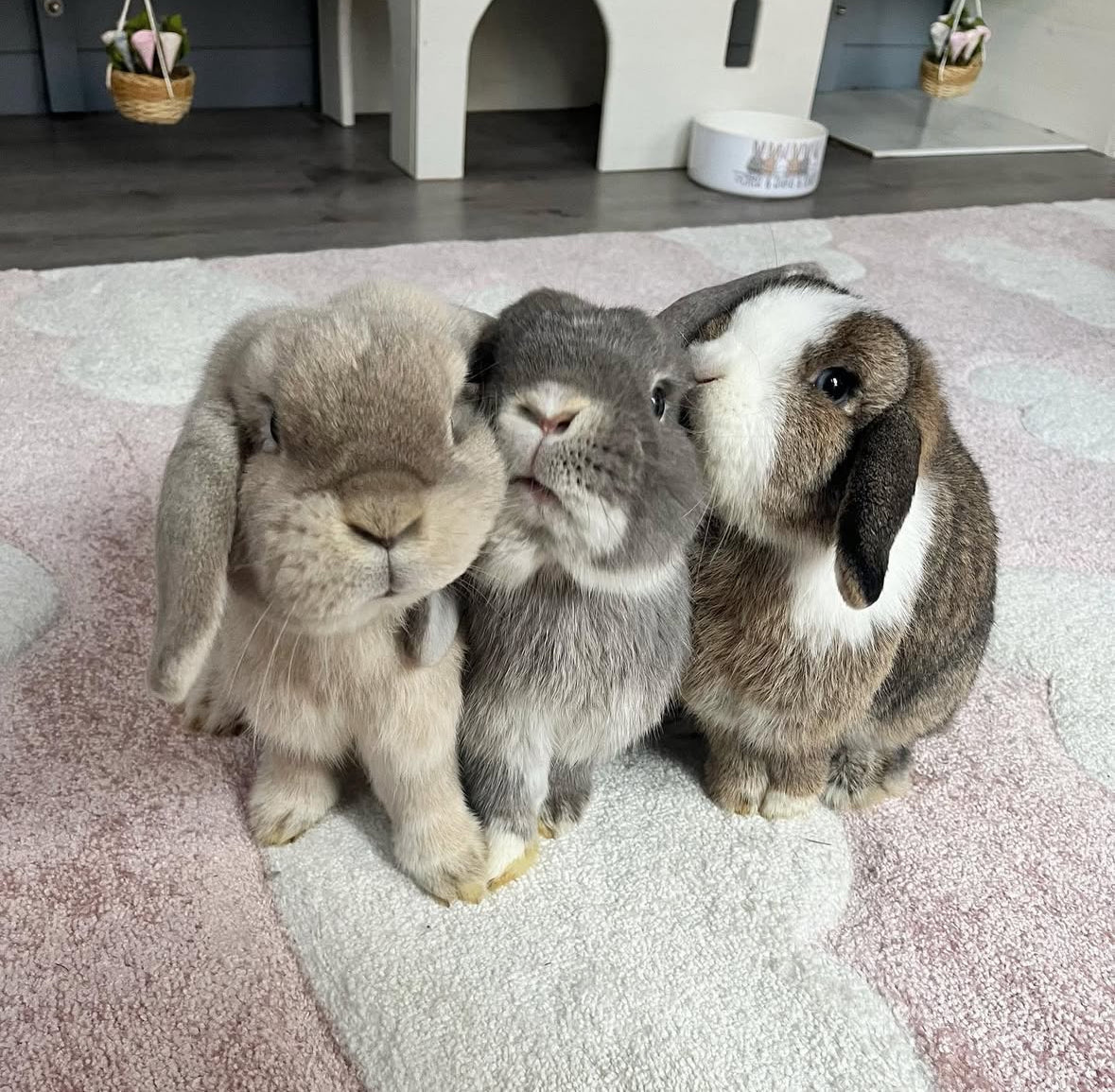 Rabbit Awareness Week Day 3 - Rabbits Need Rabbits