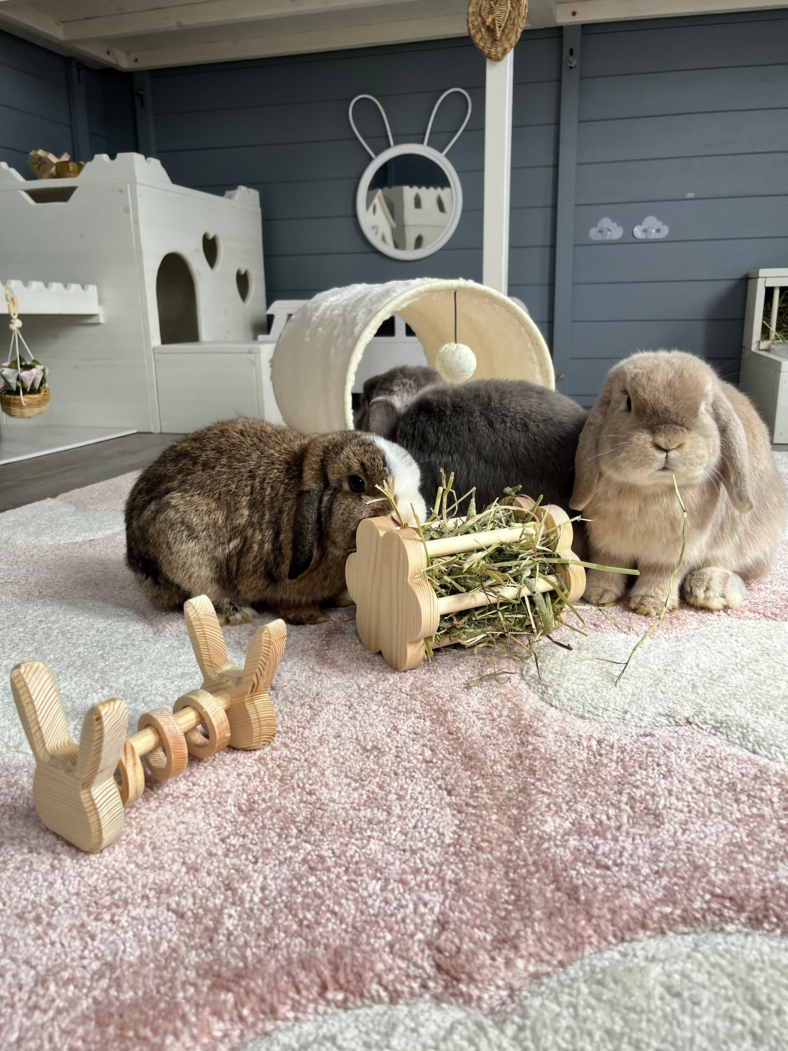 Rabbit Awareness Week Day 4 - Enrichment Is Key To A Hoppy Life