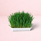 Darling Bun Shop grow-at-home grass tray with lush green grass in a white plastic container for indoor rabbits