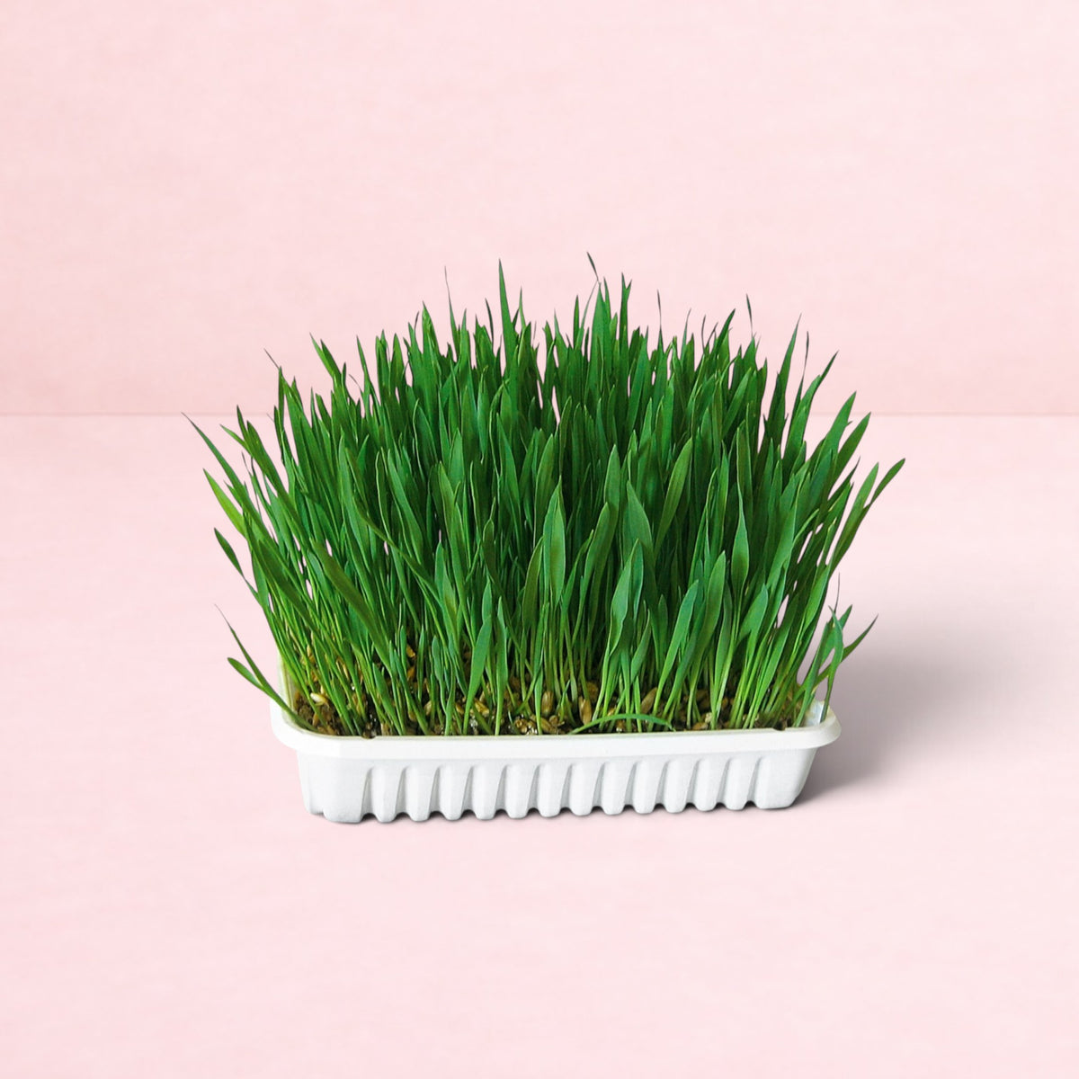 Darling Bun Shop grow-at-home grass tray with lush green grass in a white plastic container for indoor rabbits